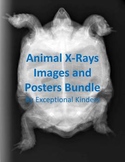 Animal X-Ray Images for Commercial Use and Posters Bundle