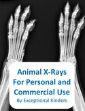 Animal X-Ray Images for Commercial Use