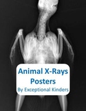 Animal X-Ray Posters