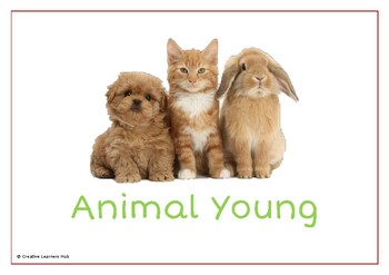 Preview of Animal Young - Naming & Sorting