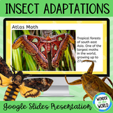 Animal adaptations Google Slides presentation and activity