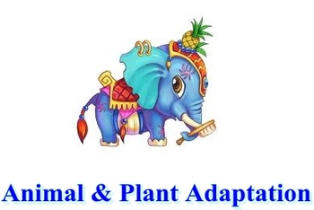 Preview of Animal and Plant Adaptation Test
