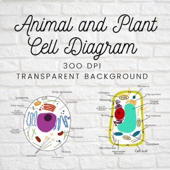 Animal and Plant Cell Diagram Clip Art by No 2 Lead Pencil | TPT