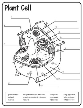 animal and plant cell diagram black and white