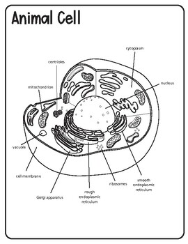 Animal and Plant Cell Diagrams by Learning With Kiwi | TPT