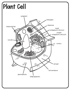Animal and Plant Cell Diagrams by Learning With Kiwi | TPT