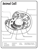 Animal and Plant Cell Diagrams