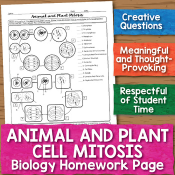Plant And Animal Cell Worksheets Teaching Resources | TPT