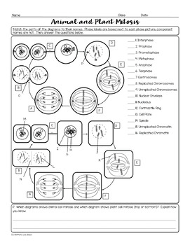 Animal And Plant Cell Mitosis Biology Homework Worksheet Tpt