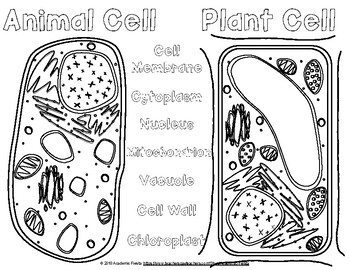 Animal And Plant Cell Organelles Foldable Ppt Quizizz By Academic Fiesta