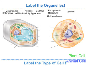Featured image of post Plant Cell Diagram Labeled Organelles : Thin skin that lets certain things in and out of the cell.