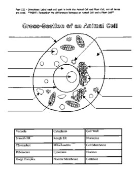 Animal and Plant Cell Organelles Quiz and Key | TpT