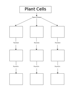 Animal And Plant Cell Tissue Types Graphic Organizer By Mrs Badesso Teaches