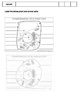 Animal and Plant Cells Graphic Organizer by We Give a Hoot About Teaching