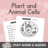Animal and Plant Cells – Organelle Structures & Functions 