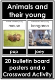 Animal and their Young - 20 Small Posters and Crossword Activity