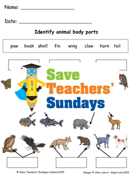 animal body parts lesson plan and worksheets 2 levels of difficulty