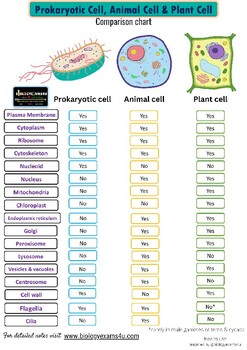 prokaryotic plant cell