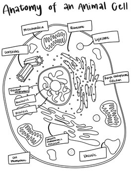 Animal cell sketch note by Cheyenne Masciotra | TPT