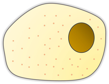 Preview of Animal cell without label