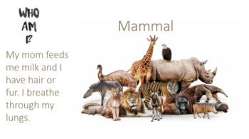 Preview of Animal classification lesson (suitable for online lessons)
