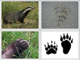 Animal foot prints