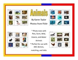 Animal picture mats, AAC, Proloquo2go, lotto, speech thera