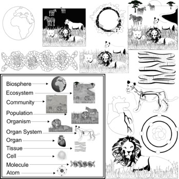 Animal S Biological Levels Of Organization Clip Art By Studio Devanna