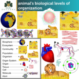 Animal's Biological Levels Of Organization Clip Art
