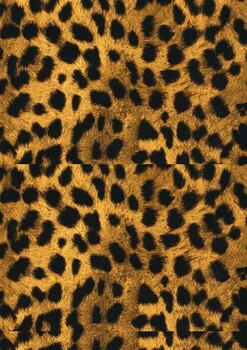 Preview of Animal skin pattern activity