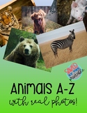 Alphabet A-Z Animal Cards with Real Photos Enviornmental P