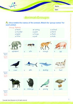 Animals - Animals Groups: Names of Animal Groups - Grade 3 | TPT