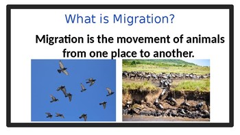 Animals Behavior: Migration Power Point by Sissy's Science Shop | TPT