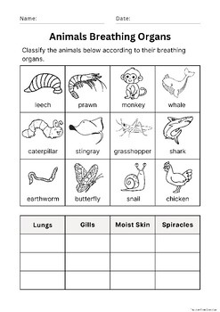 Animals Breathing Organs / Animal Classification / Sorting Animals