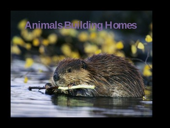 Animals Building Homes HMH Journeys 2nd Grade Powerpoint by Jenna Wamer