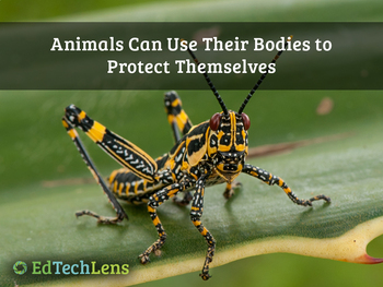 Animals Can Use Their Bodies to Protect Themselves Distance Learning PDF