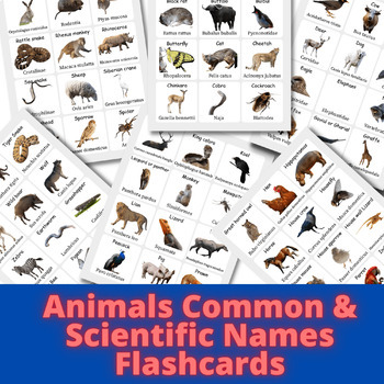 Animals' Common & Scientific Names Flashcards Labels - Biology Class
