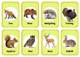 Animals Flashcards