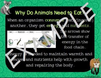 Animals : Food Chains & Food Webs Presentation (Distance Learning)