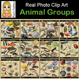 Animals Groups Real Photo Clip Art