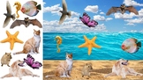 Animals powerpoint (Preschool/PreK): In the air, in the wa