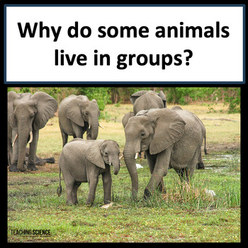 Preview of Animal Groups and Animal Adaptations 3-LS2-1