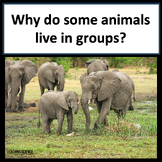 Animal Groups Adaptations Animals Live in Groups to Help T