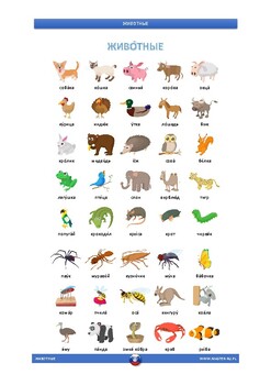 Animals - Russian Vocabulary by masterru blog | TPT