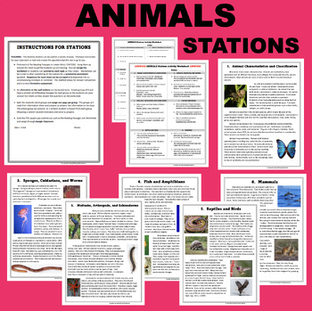 Preview of Animals STATIONS Animalia Reading Activity - Classification, Sponges, Birds, etc