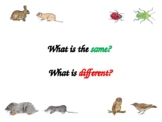 Animals - Similarities and Differences