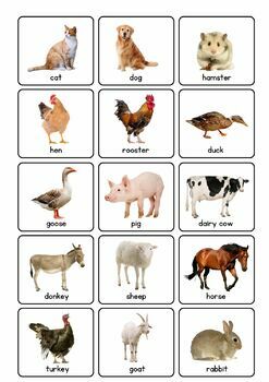 les animaux de la ferme  Farm animals theme, Pet animals list, Young ones  of animals