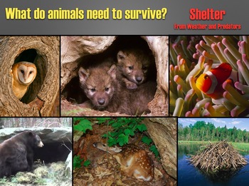 Animals & Their Habitats, Keynote Presentation, Part One | TpT