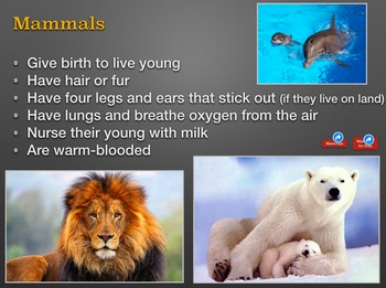 Animals & Their Habitats, Powerpoint Presentation, Part One | TPT