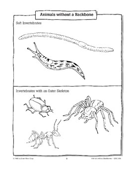 Animals Without Backbones Are Called Invertebrates | TPT